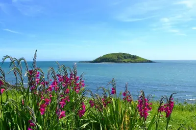 a field of pink flowers with an island in the water at House 41 in Looe
