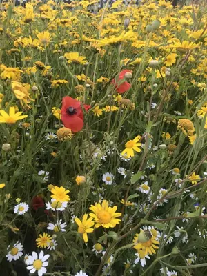 a field of flowers with red and yellow flowers at Quiet peaceful relaxing off grid Campervan Seaview and Ponies in Carbis Bay