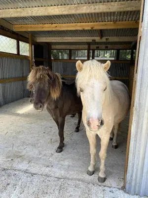 two horses standing in a barn with a horse at Quiet peaceful relaxing off grid Campervan Seaview and Ponies in Carbis Bay