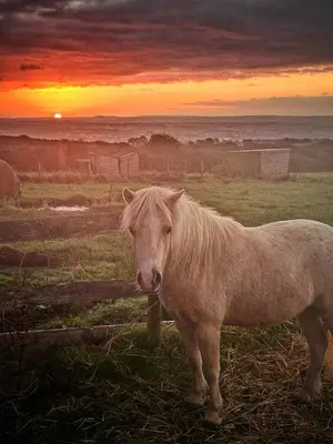 a white horse standing in a field at sunset at Quiet peaceful relaxing off grid Campervan Seaview and Ponies in Carbis Bay