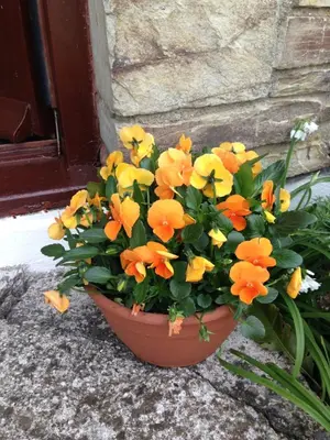 a pot of flowers sitting in front of a door at Trecorme Barton in Quethiock