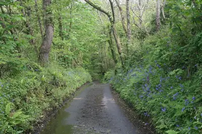 a dirt road through a forest with blue flowers at Cleave Cottage in Crackington Haven