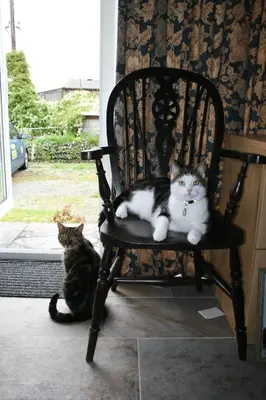 two cats sitting on a chair in front of a door at Pendrin Guest House in Tintagel