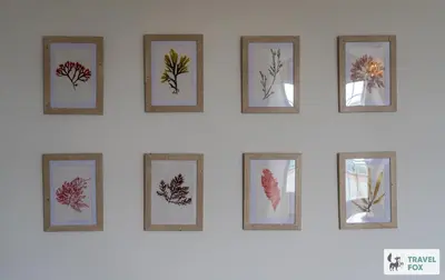 a row of framed pictures of leaves on a wall at The Bird's Nest - Free Parking! in Boscastle