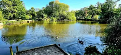 two ducks swimming in a river with trees at 5Berth -Family Friendly -ParkingSpot -Heated Pool in St Austell