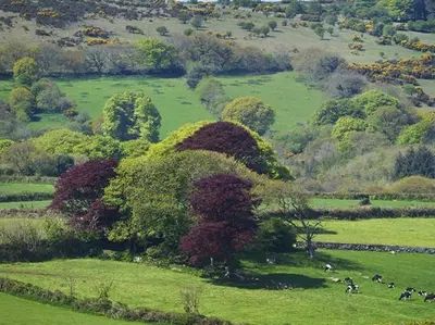 a group of animals grazing in a green field at Copper Meadow in Launceston