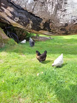 a group of chickens standing in the grass at Bell Tent 2 in St Austell