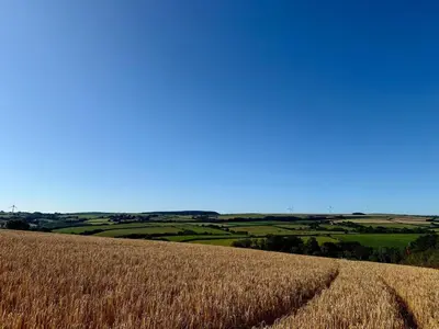 a field of wheat with a blue sky in the background at Peaceful Cornish Retreat - Sleeps 6 in Wadebridge