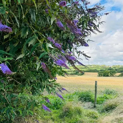 a tree with purple flowers on it in a field at Harpers Huts in Lanivet