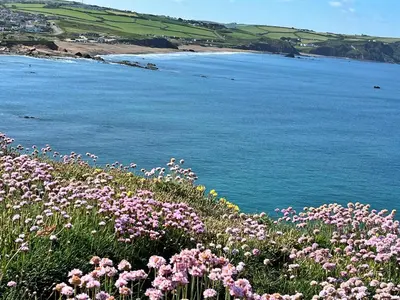 a field of flowers next to a body of water at Finest Retreats - Sea Thrift at Widemouth Bay in Widemouth Bay
