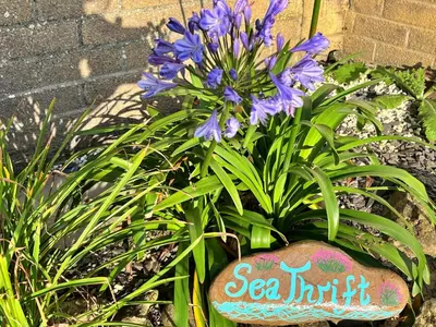 a plant with purple flowers in a garden at Finest Retreats - Sea Thrift at Widemouth Bay in Widemouth Bay