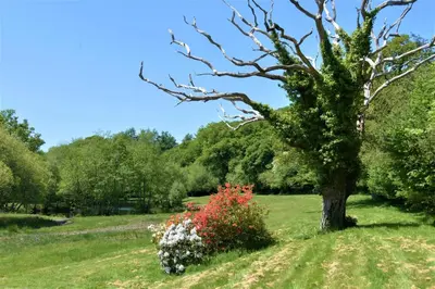 a tree in the middle of a field with flowers at 1 Bed in Two Waters Foot oc-n27333 in Warleggan