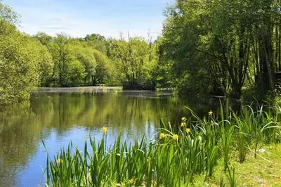 a view of a pond in a park with trees at 2 Bed in Two Waters Foot oc-s27334 in Warleggan