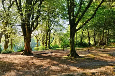 a park with trees and a bench in the shade at Finest Retreats - Joyful Cottage in St Ives