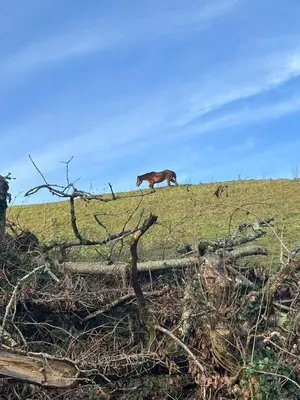 a horse standing on top of a grassy hill at Cute Cornish Cottage in Saint Germans