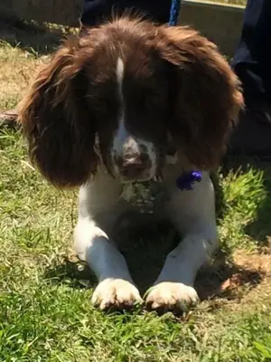 a brown and white dog sitting in the grass at Coach House Studio, quiet, rural, pet friendly, Probus in Probus