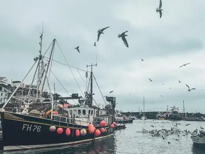 a flock of birds flying around a boat in the water at Holiday Home Mermaid Cottage by Interhome in Mevagissey