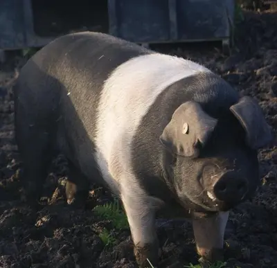 a large black and white pig standing in the dirt at The Mowhay tranquil farm stay with views in Redruth