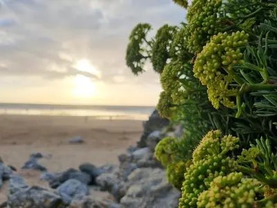 a bunch of green plants next to a beach at Towan Valley, Porthtowan - Coastal 3 Bedroom Eco-Home with Hot Tub in Truro