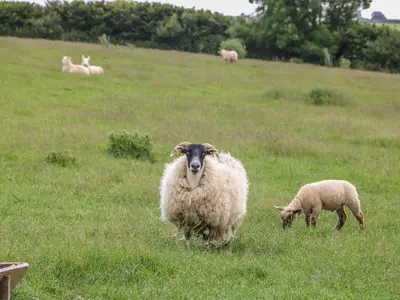 a couple of sheep grazing in a grassy field at Barn 2 in St Austell