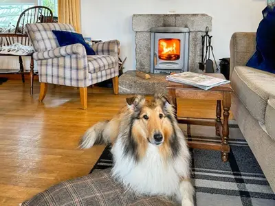 a dog laying in a living room with a fireplace at Raddons - Uk50657 in Bude