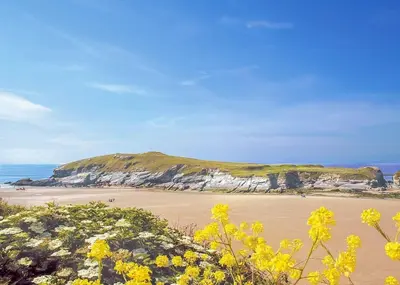 a view of a beach with yellow flowers at Porth Veor in Saint Columb Minor