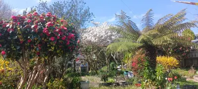 a garden with roses and other plants at Chy An Geddon in Penryn