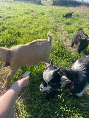 a person feeding two dogs in a field at The Retreat Cornwall holiday home with hot tub in Crowan