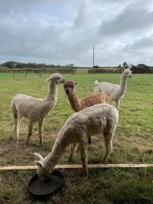 a group of llamas standing in a field at The Retreat Cornwall holiday home with hot tub in Crowan