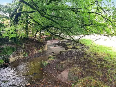 a stream with a tree hanging over a river at Kingfisher Cottage, 20 in Camelford