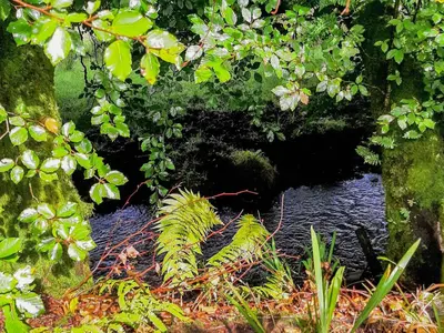 a stream of water in a forest with plants at Kingfisher Cottage, 20 in Camelford