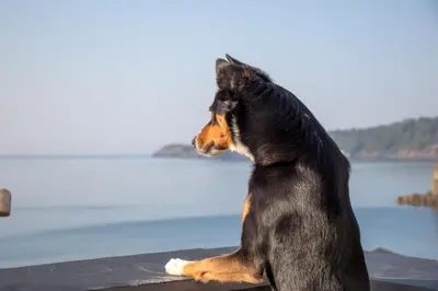 a black and brown dog sitting on a ledge near the water at Lightkeepers Cottage in Charlestown