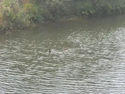 two ducks swimming in a body of water at Wave Side Lodge 106B- Retallack Resort & Spa in Saint Columb Major