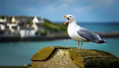 a seagull standing on top of a rock at Ye Old Mill - Stylish cosy retreat with parking in Penryn