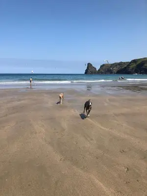 two dogs walking on a beach near the ocean at Wren Cottage at Trenale Court Cottages in Tintagel