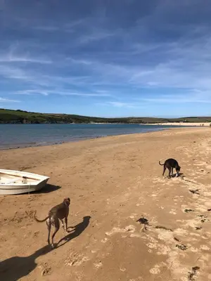 two dogs walking on a beach with a boat at Wren Cottage at Trenale Court Cottages in Tintagel