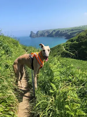 a dog is standing on a trail near the water at Plover Cottage at Trenale Court Cottages in Tintagel