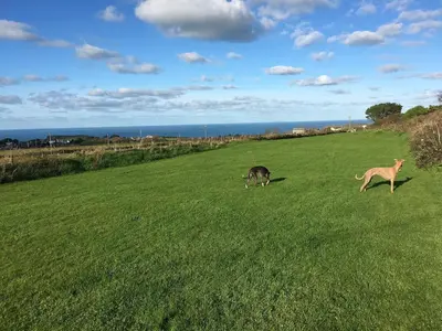 two animals running in a field of green grass at Plover Cottage at Trenale Court Cottages in Tintagel