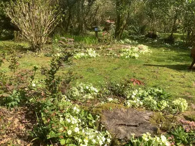 a garden with white flowers in the grass at Poldurn in St Austell