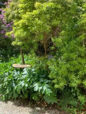 a garden with green plants and a tree at Poldurn in St Austell