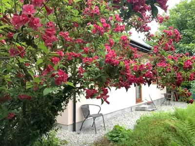 a bunch of pink flowers on a bush next to a house at Poldurn in St Austell