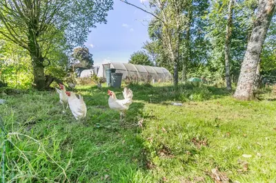 a group of chickens walking in the grass at 1 Bed in St. Austell oc-b33396 in St Austell