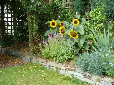 a garden with sunflowers and other plants at The White Cottage B&B in Saint Teath