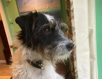 a black and white dog standing next to a curtain at Trehaverne Cottage Truro in Truro
