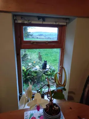 a cat is looking out of a window at The Haven in Trewen