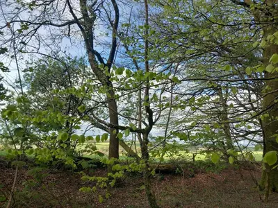 a group of trees with a field in the background at The Haven in Trewen