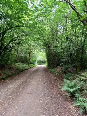 a dirt road in the middle of a forest at The Haven in Trewen