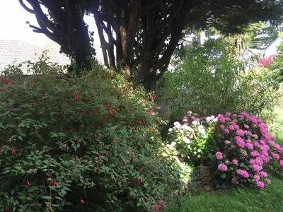 a garden with pink and white flowers and a tree at Relaxing historic Roncon's Villa, The Paddock in Perranuthnoe
