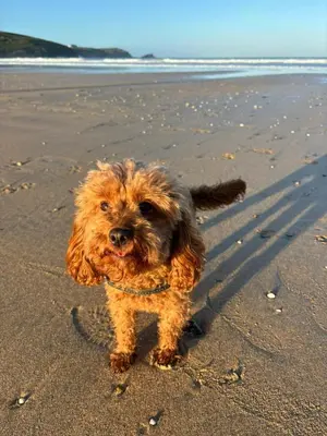 a small dog standing on the beach at Stunning sea-view apartment close to Fistral Beach in Crantock