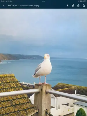 a seagull sitting on top of a wooden post at Looe sea view sleeps 2 free parking in Looe